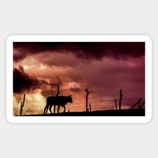 silhouette of a bull in a sunset Sticker